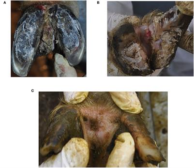 First description of interdigital hyperplasia associated with contagious ovine digital dermatitis in two sheep